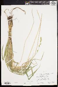 Carex sparganioides image