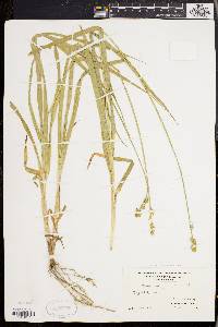 Carex sparganioides image