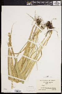 Carex sparganioides image