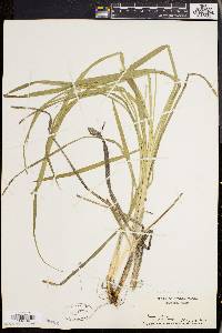 Carex sparganioides image