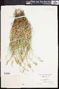 Carex spicata image