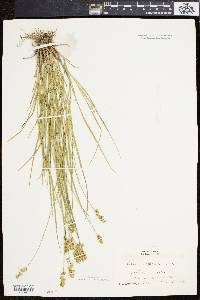 Carex spicata image