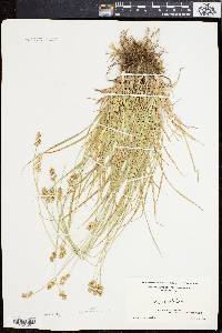 Carex spicata image