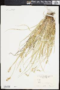 Carex spicata image