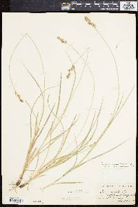 Carex spicata image