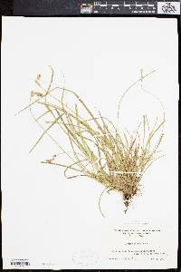 Carex spicata image