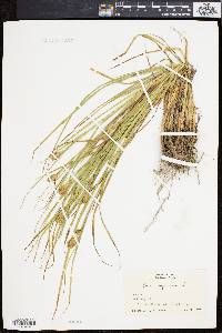 Carex squarrosa image