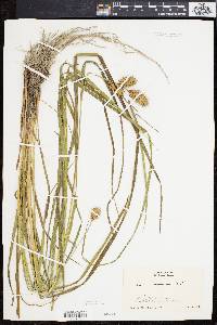 Carex squarrosa image