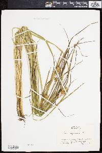 Carex squarrosa image