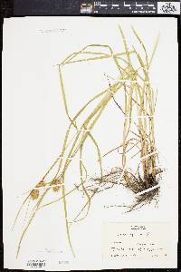 Carex squarrosa image