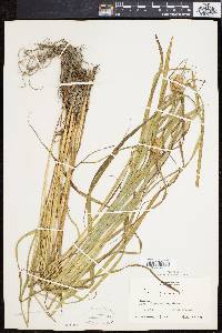 Carex squarrosa image