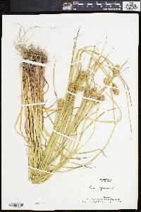 Carex squarrosa image