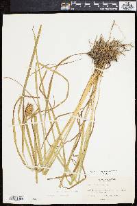 Carex squarrosa image