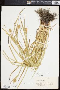 Carex squarrosa image