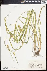 Carex squarrosa image