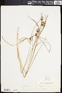 Carex squarrosa image