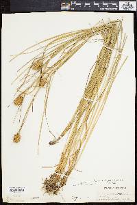 Carex squarrosa image