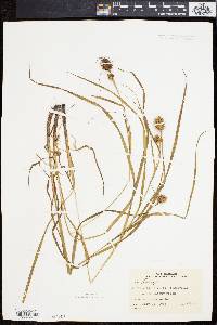 Carex squarrosa image