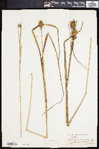 Carex squarrosa image