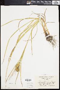 Carex squarrosa image