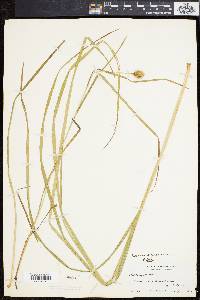 Carex squarrosa image