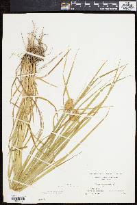 Carex squarrosa image