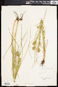 Carex squarrosa image