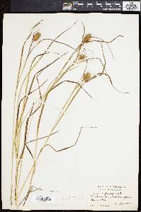 Carex squarrosa image