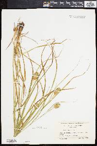 Carex squarrosa image