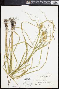 Carex squarrosa image