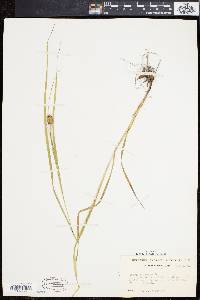 Carex squarrosa image