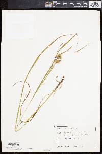 Carex squarrosa image