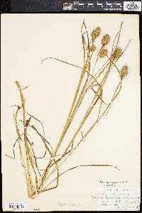 Carex squarrosa image