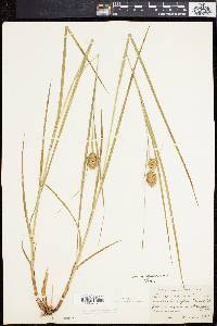 Carex squarrosa image