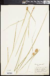 Carex squarrosa image