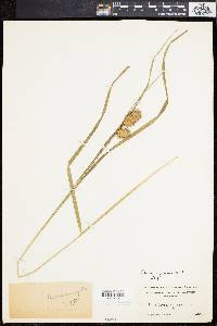 Carex squarrosa image