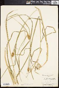 Carex squarrosa image