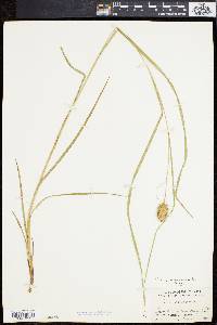 Carex squarrosa image