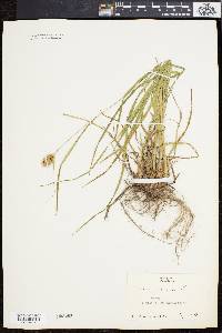 Carex squarrosa image