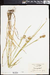 Carex squarrosa image