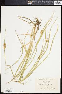 Carex squarrosa image