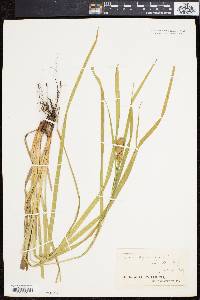 Carex squarrosa image