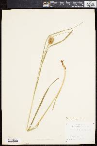 Carex squarrosa image