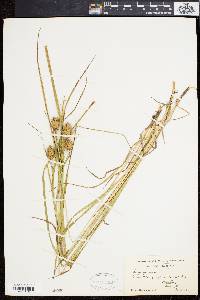 Carex squarrosa image