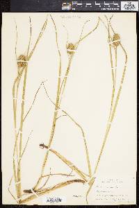 Carex squarrosa image