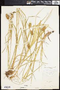 Carex squarrosa image