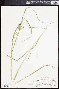 Carex squarrosa image