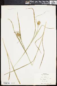 Carex squarrosa image