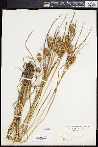 Carex squarrosa image