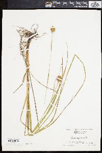 Carex squarrosa image